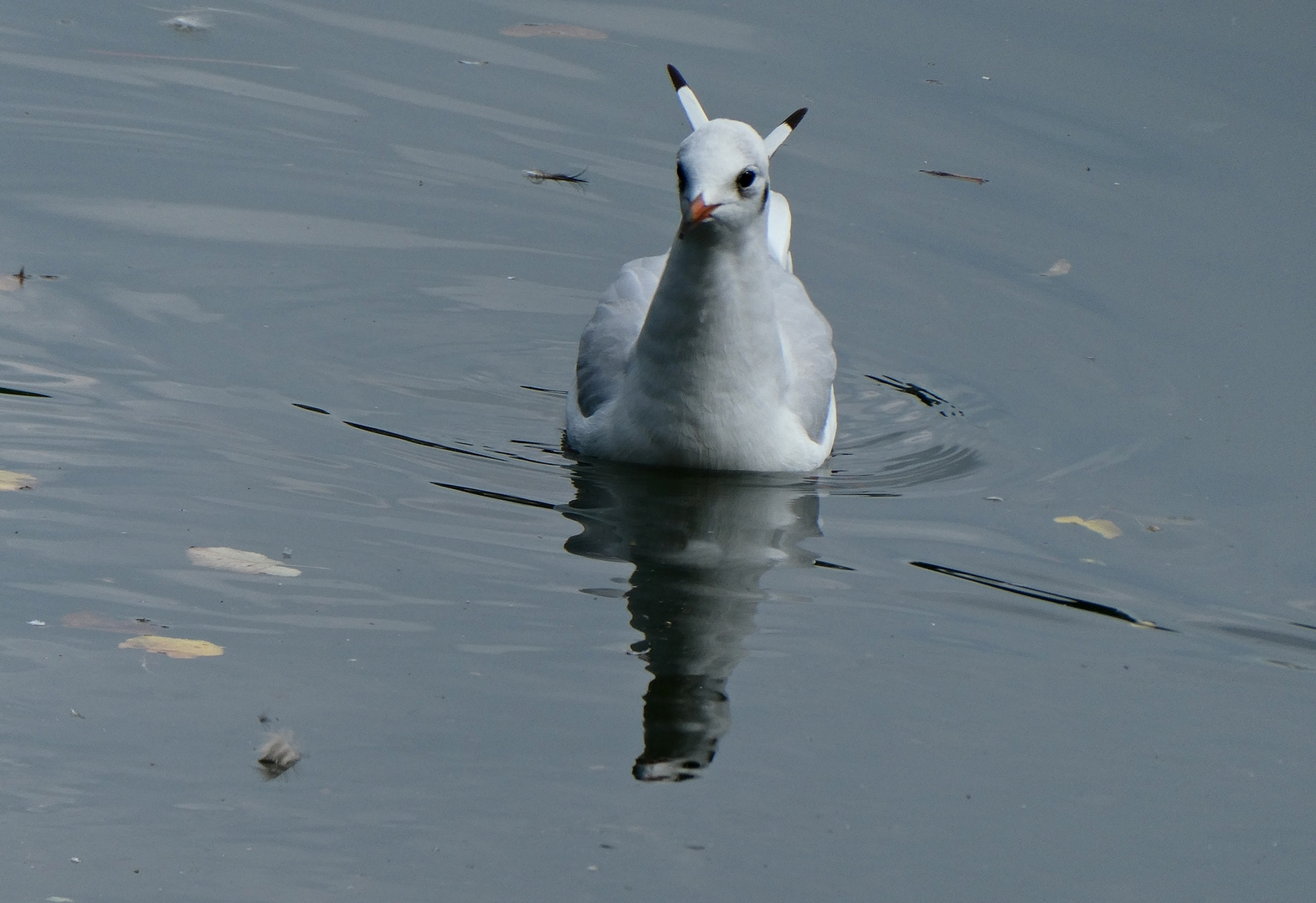 Möwe mit Hörnern :-))))