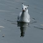 Möwe mit Hörnern :-))))