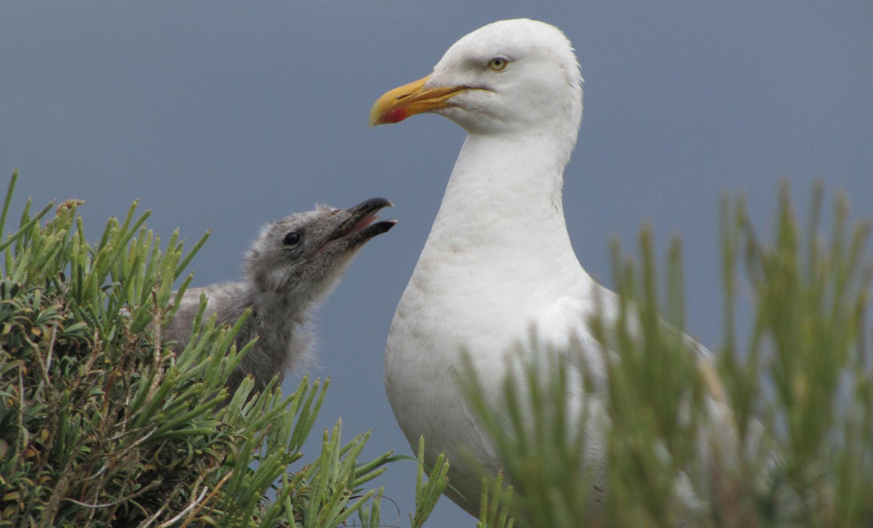 Möwe mit Jungtier