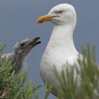 Möwe mit Jungtier