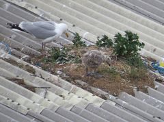 Möwe mit Kind  hat ihr Nest auf dem Blechdach