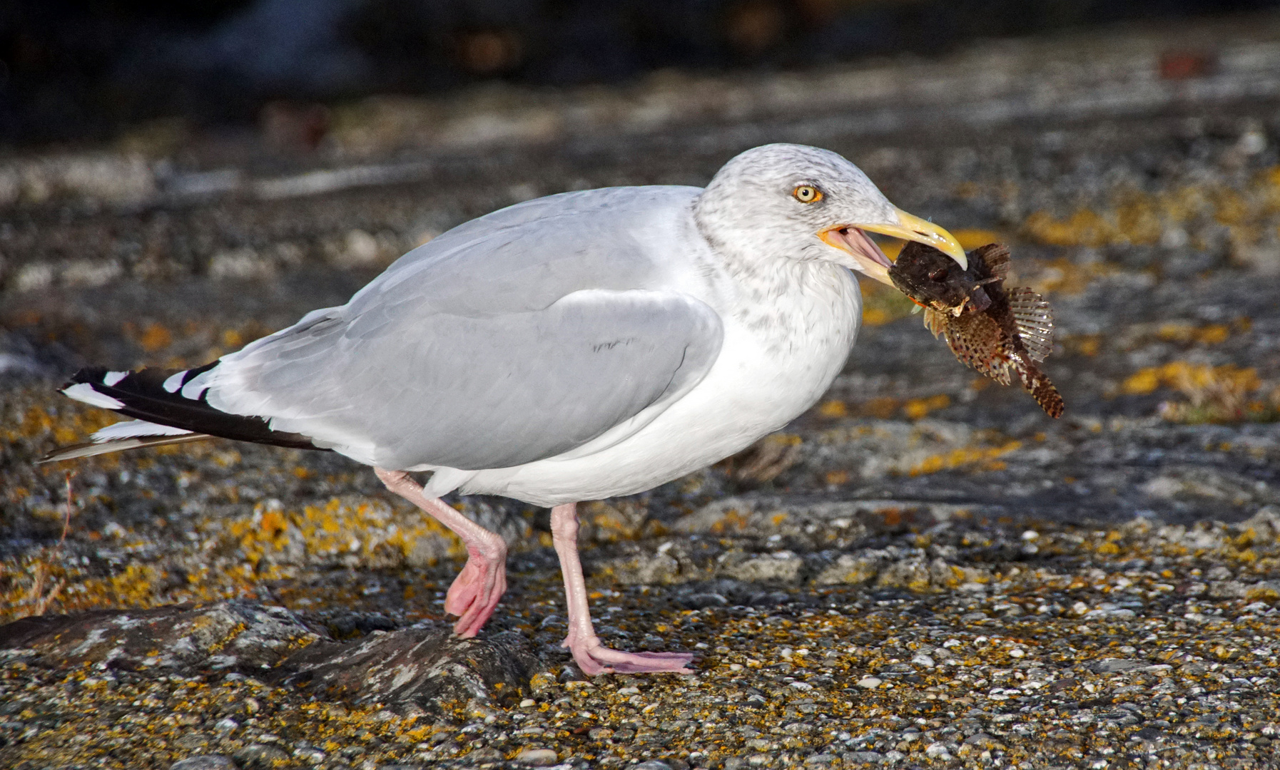 Möwe mit Knurrhahn