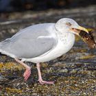 Möwe mit Knurrhahn