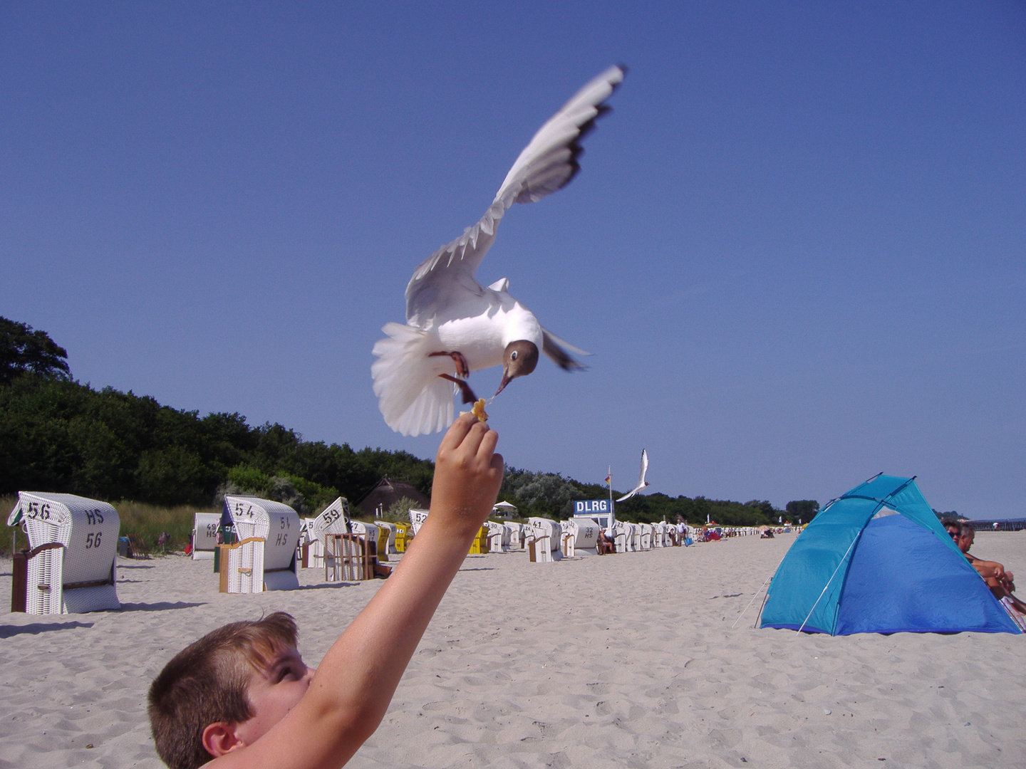 Möwe mit Kohldampf