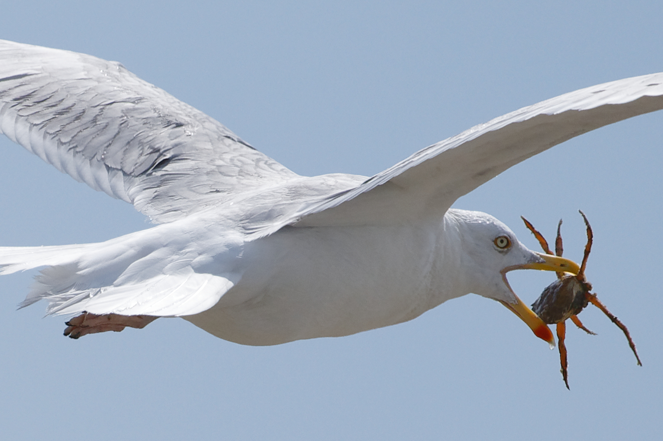 Möwe mit Krabbe