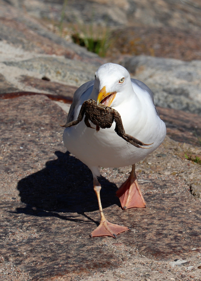 Möwe mit Krabbensnack