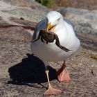 Möwe mit Krabbensnack