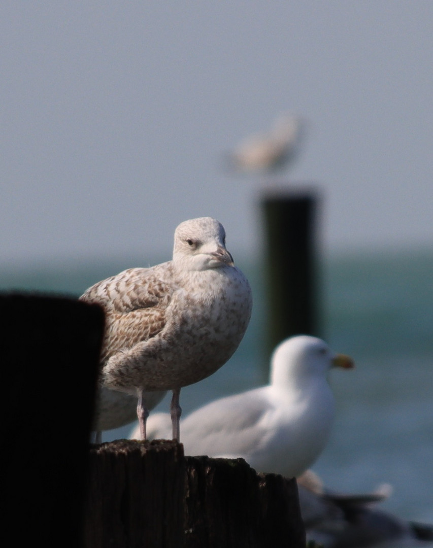 Möwe mit Landblick