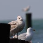 Möwe mit Landblick