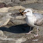 Möwe mit lecker Schmackofatz