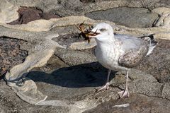 Möwe mit lecker Schmackofatz