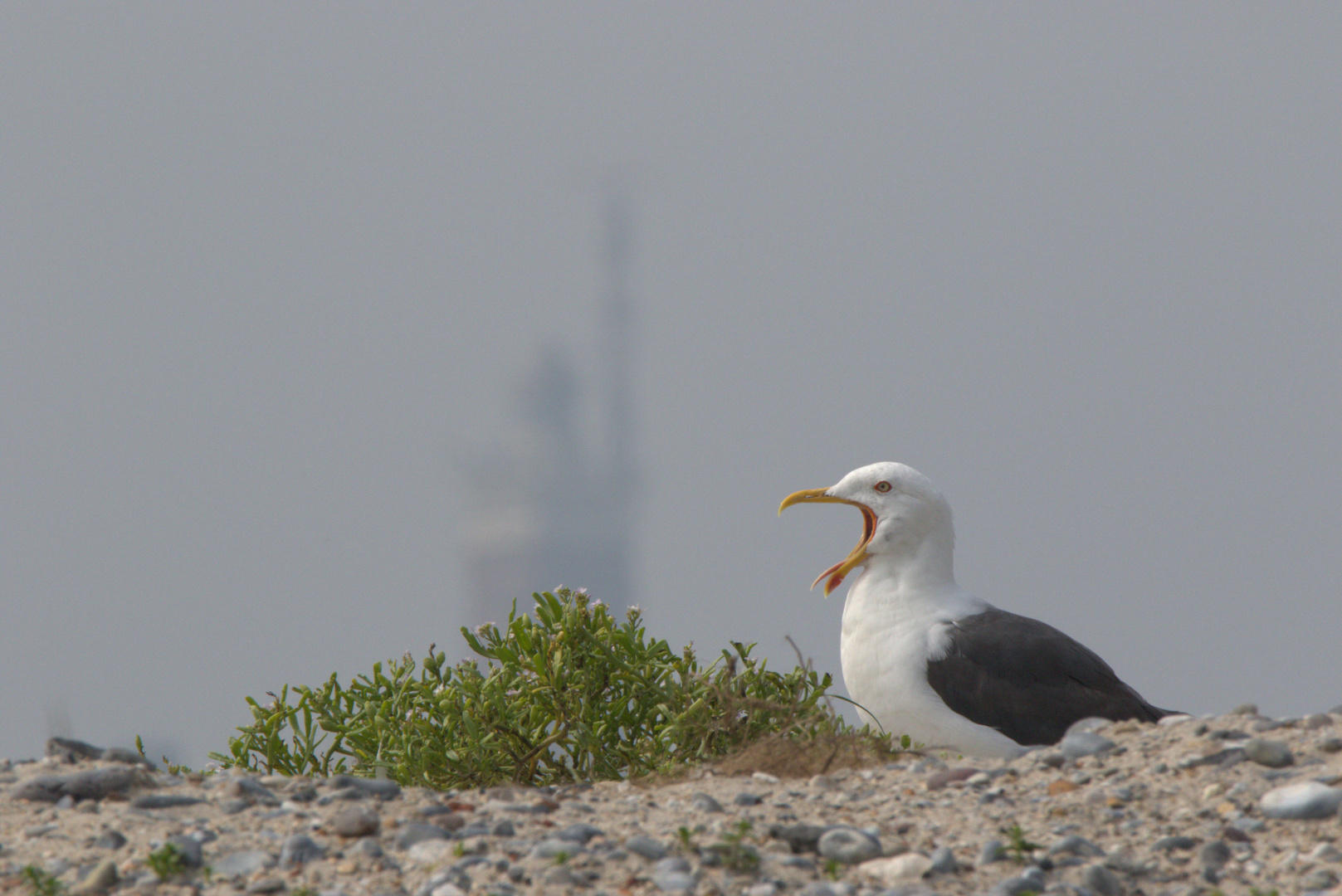 Möwe mit Leuchtturm