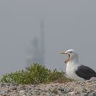 Möwe mit Leuchtturm