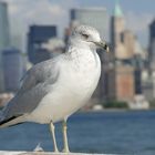 Möwe mit Manhatten als Hintergrund