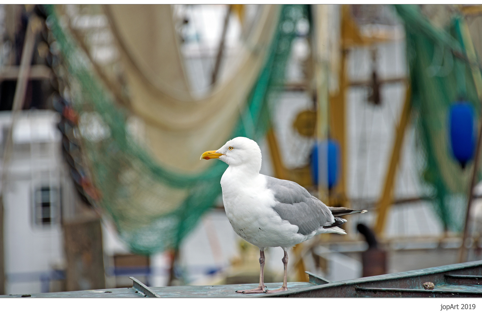 Möwe mit maritimen Gedönse im Hintergrund...