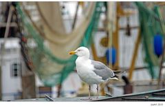 Möwe mit maritimen Gedönse im Hintergrund...