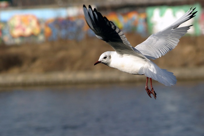 Möwe mit Mauer im Hintergrund