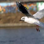 Möwe mit Mauer im Hintergrund