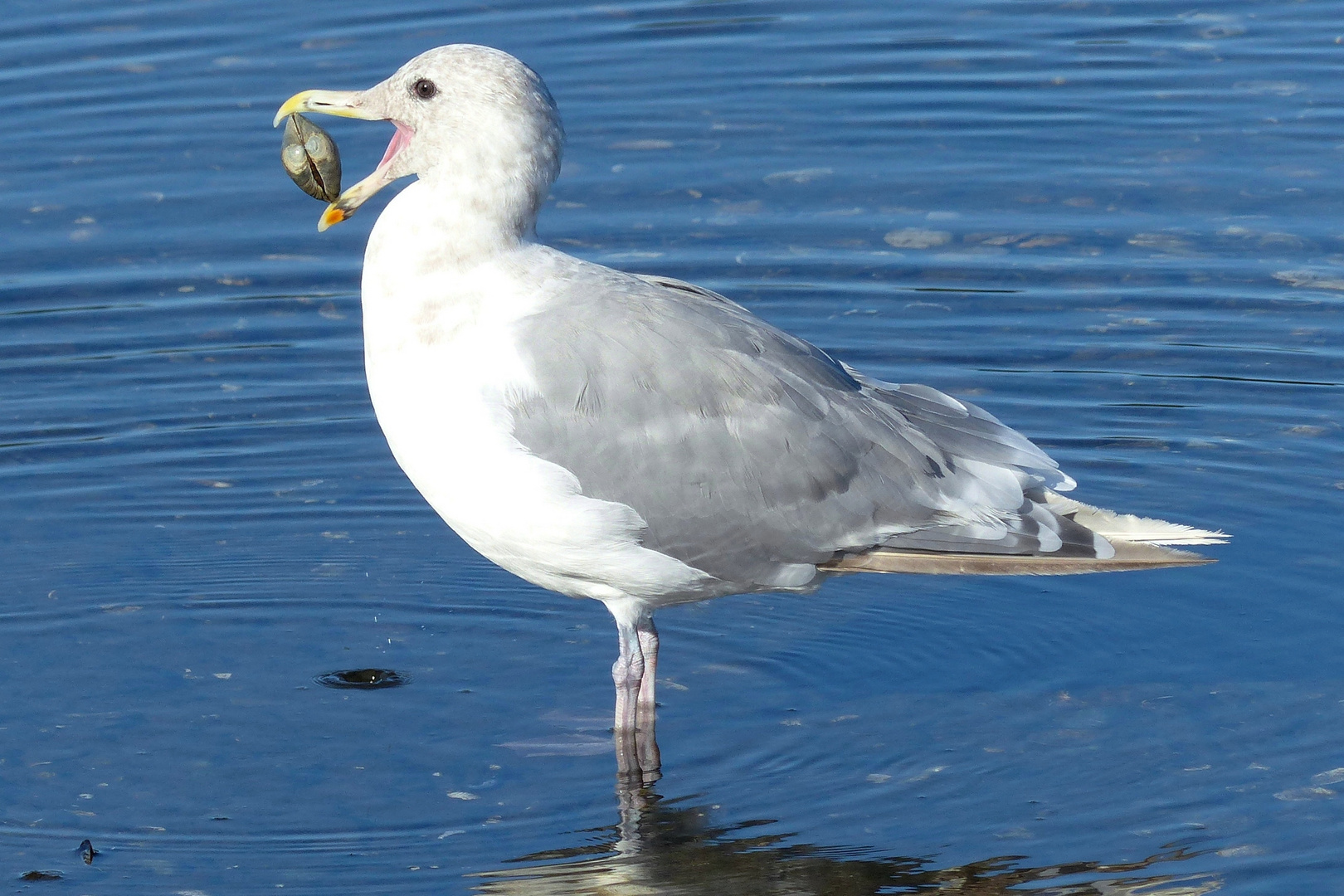 Möwe mit Muschel