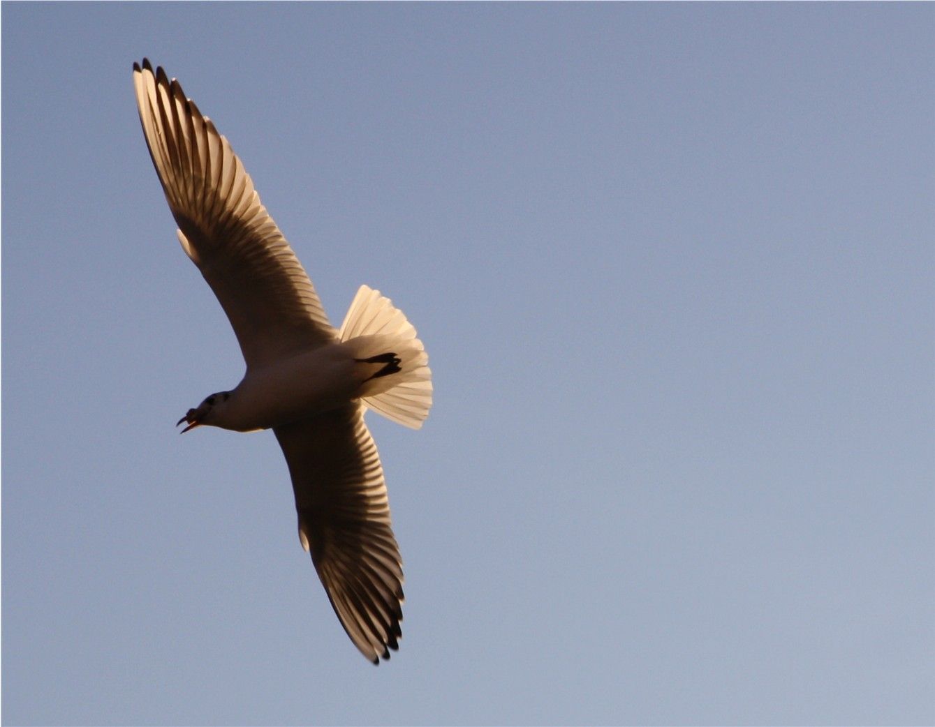 Möwe mit Nahrung