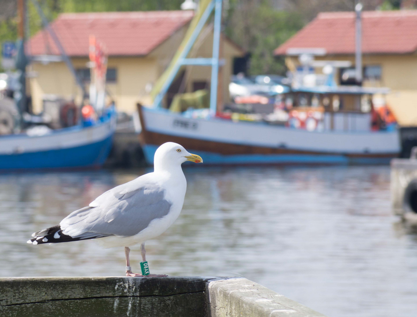 Möwe mit Pass