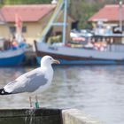 Möwe mit Pass