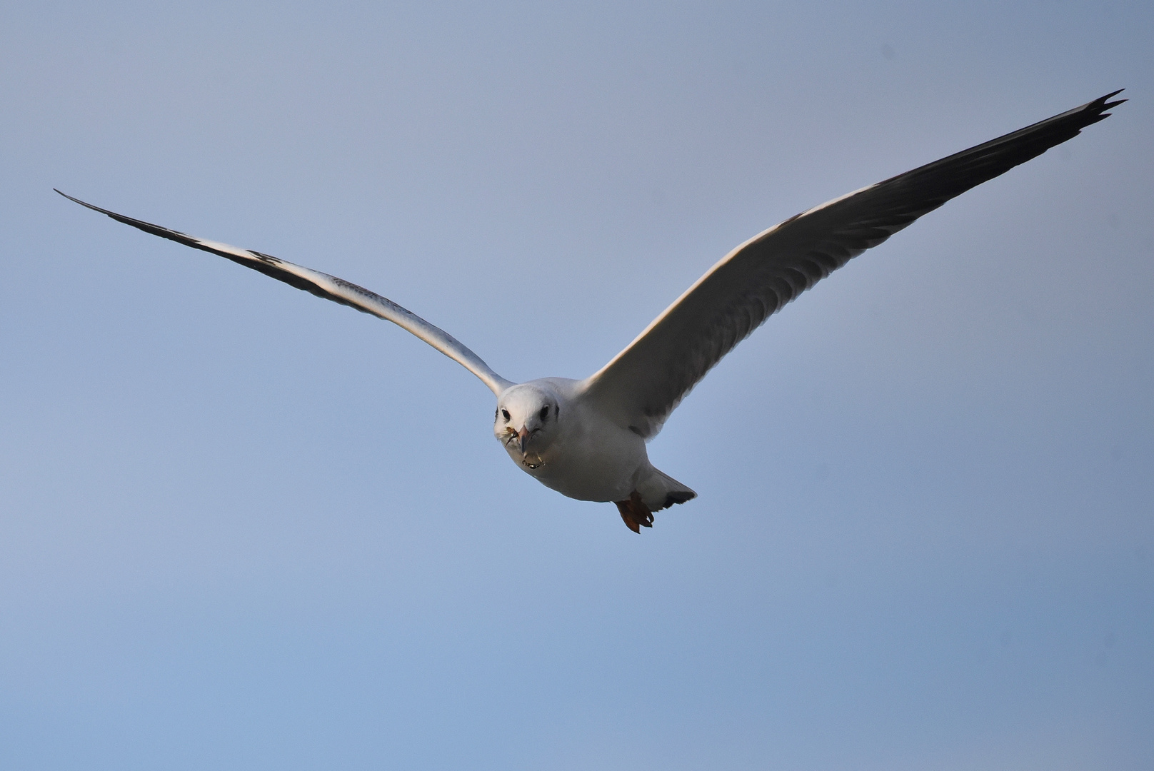 Möwe mit Piercing 