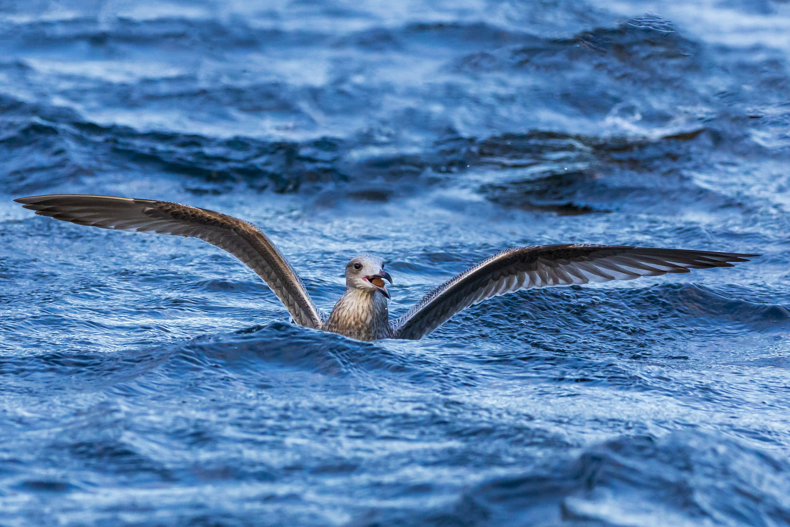 Möwe mit Proviant lässt es sich gut Baden