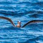 Möwe mit Proviant lässt es sich gut Baden