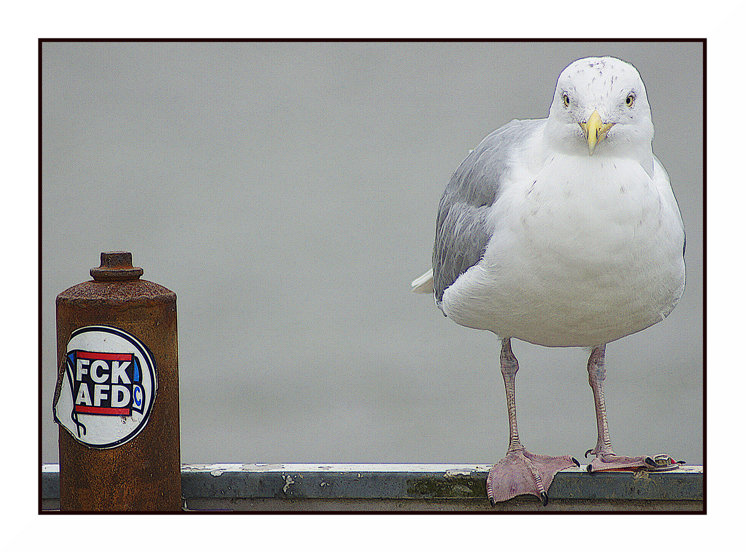 Möwe mit rechter Gesinnung???