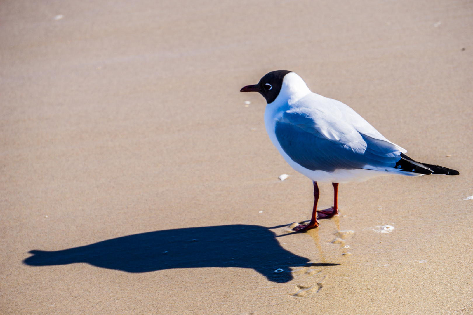 Möwe mit Schatten