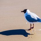 Möwe mit Schatten