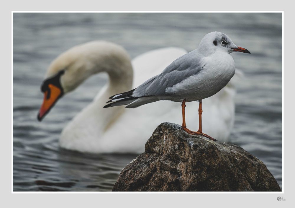 Möwe mit Schwan