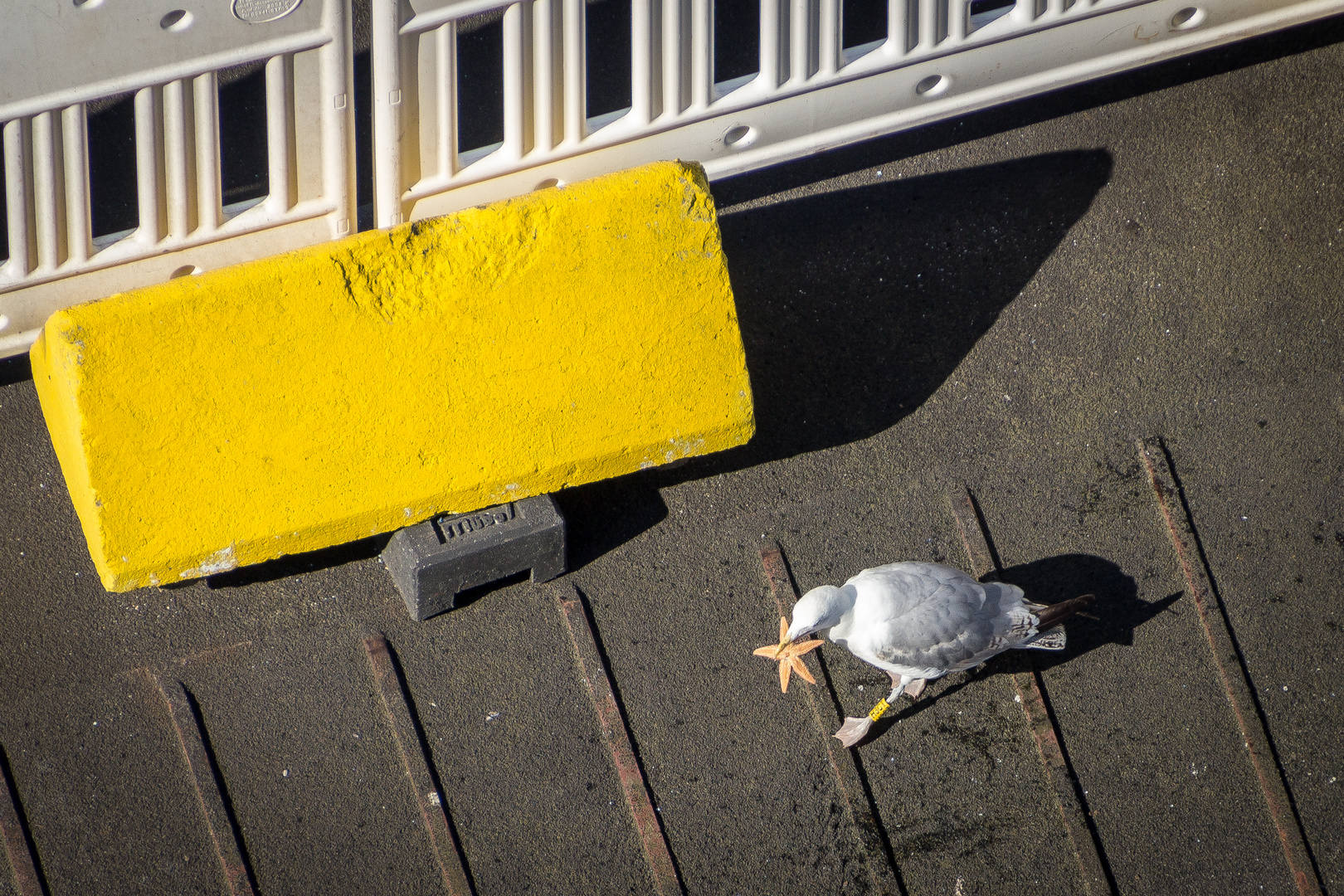 Möwe mit Seestern