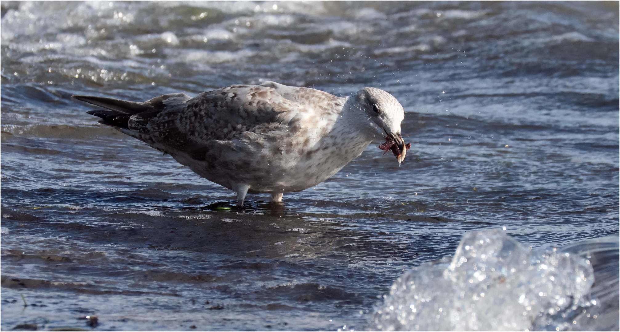 Möwe mit Seestern  .....