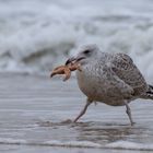 Möwe mit Seestern