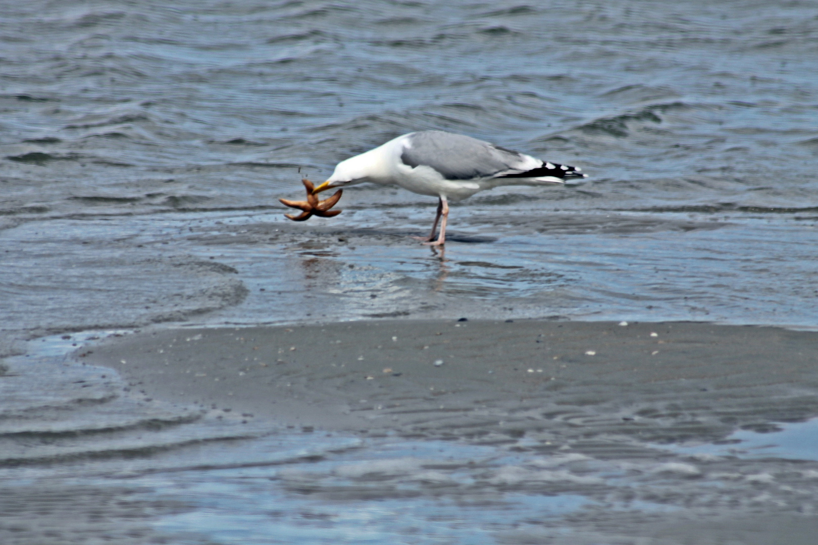 Möwe mit Seestern als Beute