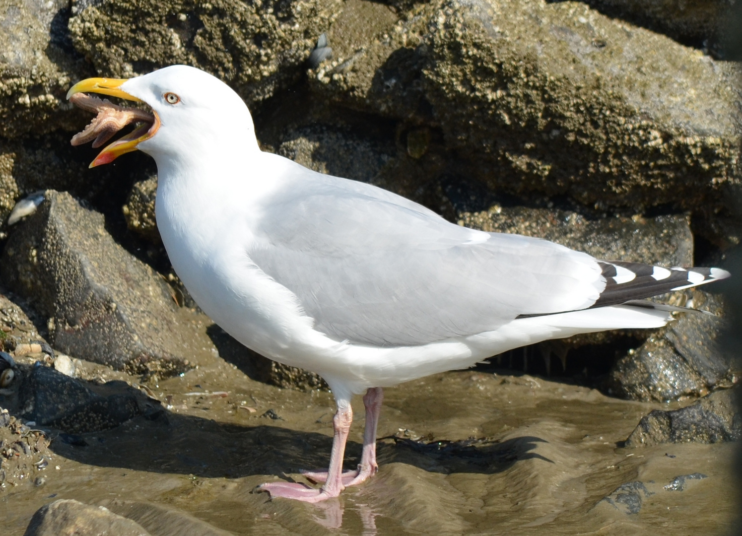 Möwe mit Seestern auf Wangerooge