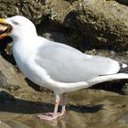 Möwe mit Seestern auf Wangerooge