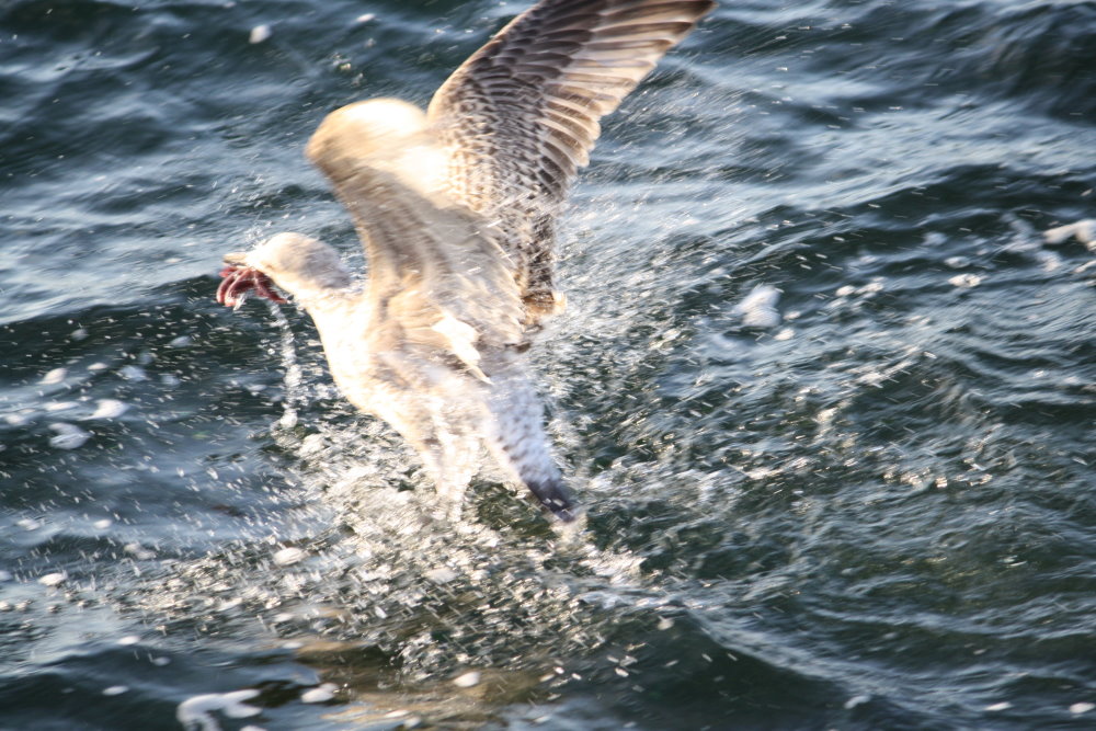 Möwe mit Seestern im Schnabel