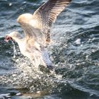 Möwe mit Seestern im Schnabel