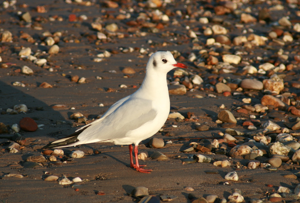 Möwe mit Signalsocken