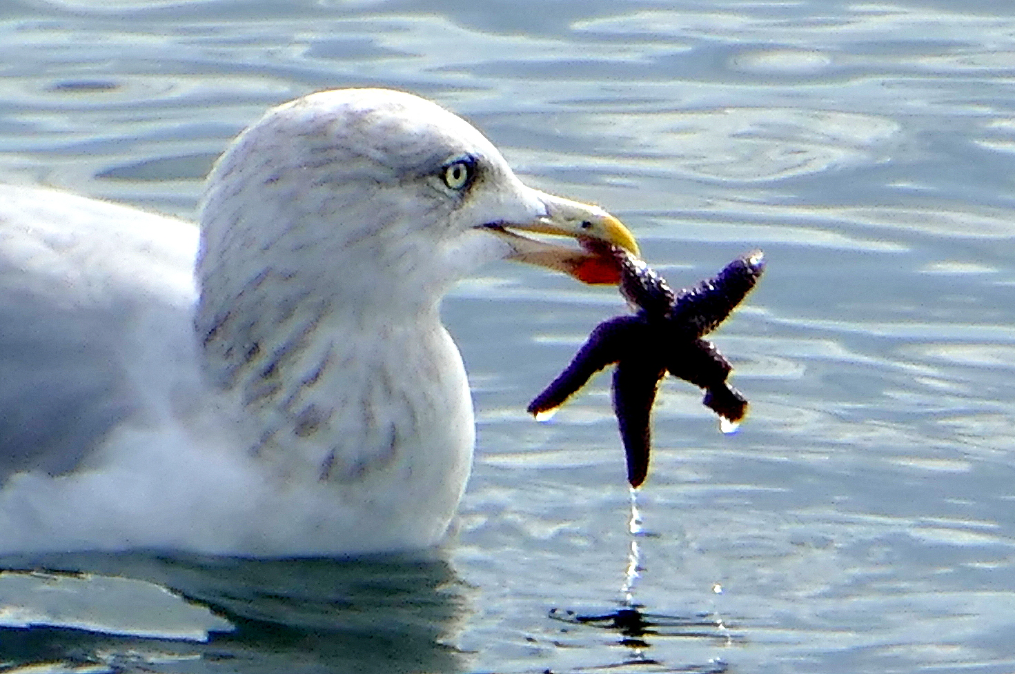 Möwe mit Stern