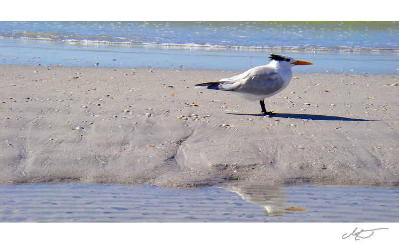 Möwe mit Sturmfrisur