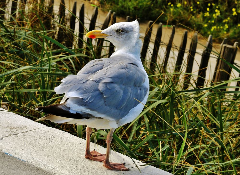 Möwe mit Sturmfrisur