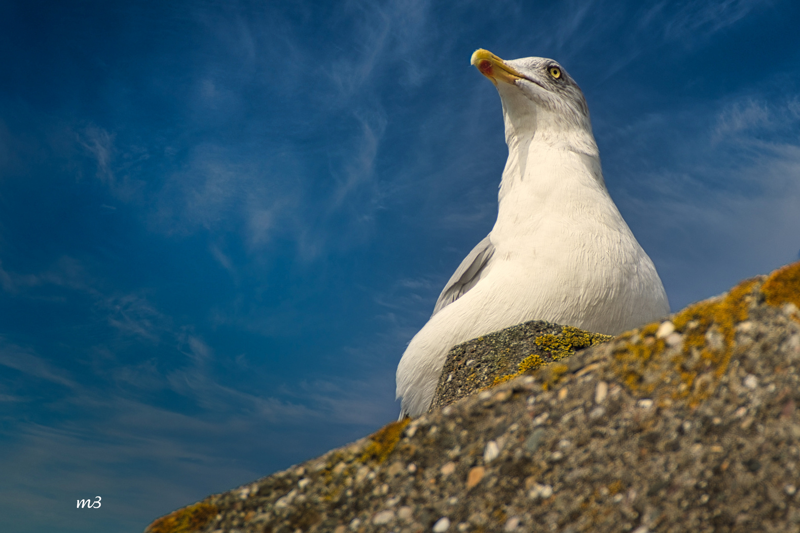 Möwe mit Weitblick