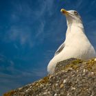 Möwe mit Weitblick