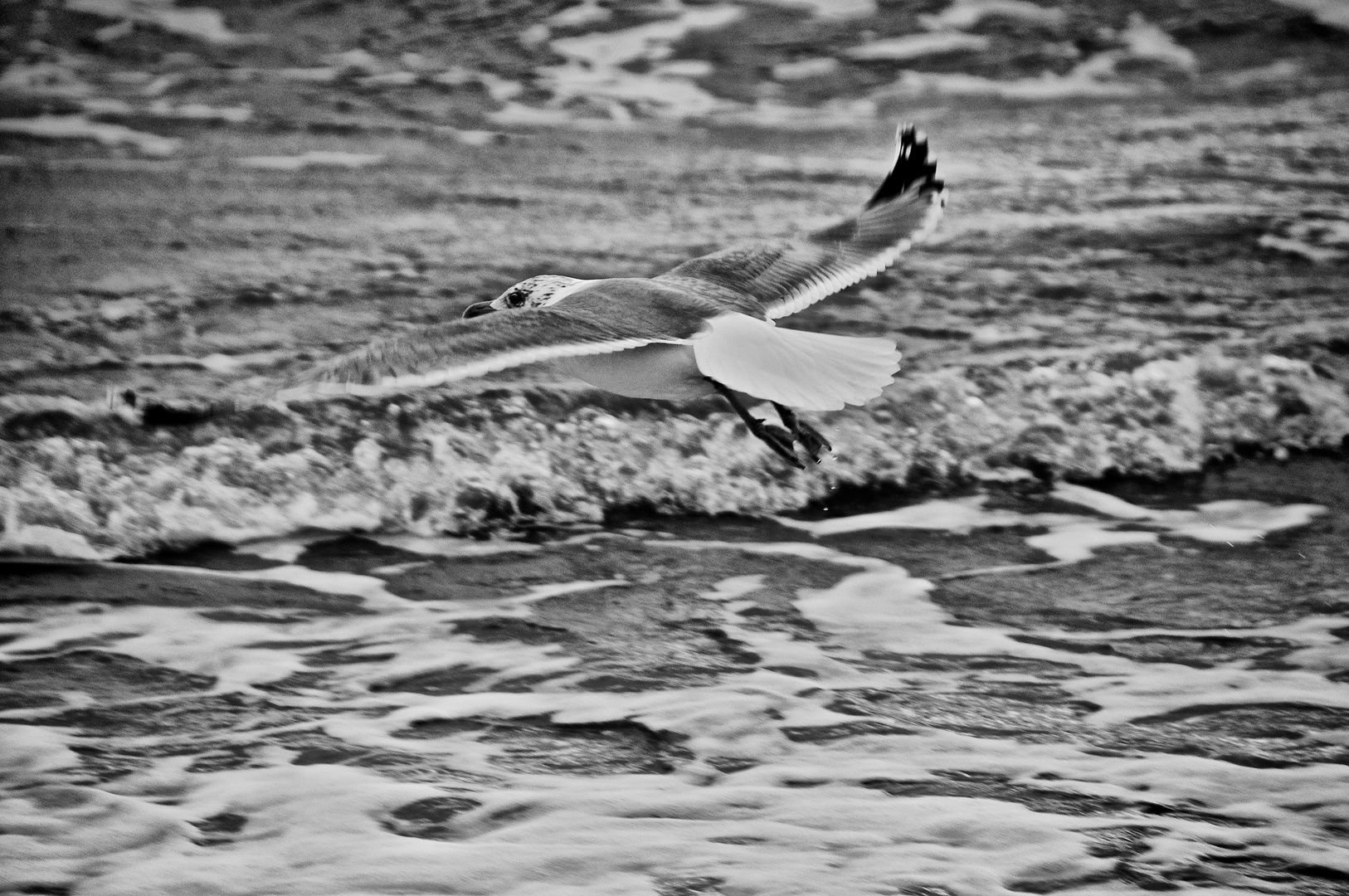 Möwe, Modell Zingst :-)