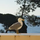 Möwe möchte etwas zum Essen erbetteln