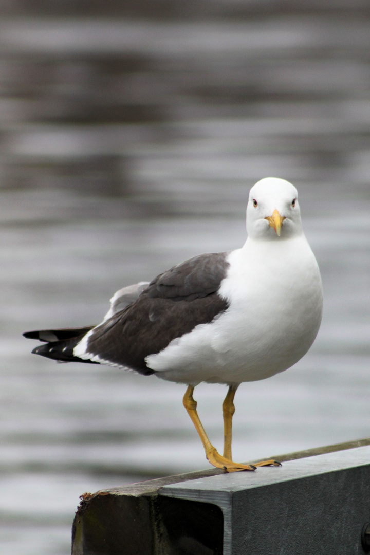 Möwe müsste man sein